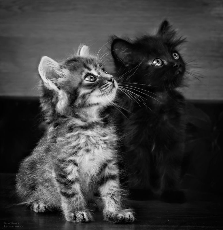 кот, кошка, котята, черно-белое, cat, kittens, blackandwhite, животные, animal ангел и демон фото превью