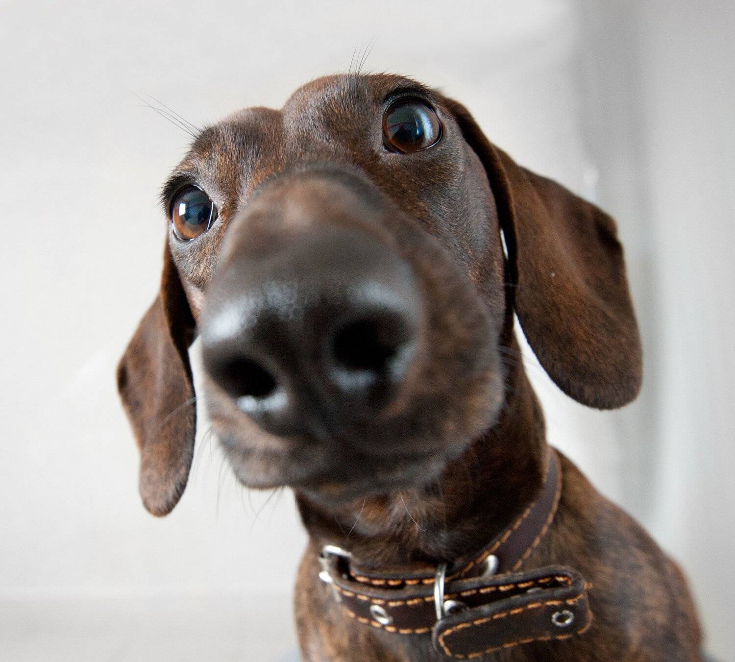 , Георгий Сапожников