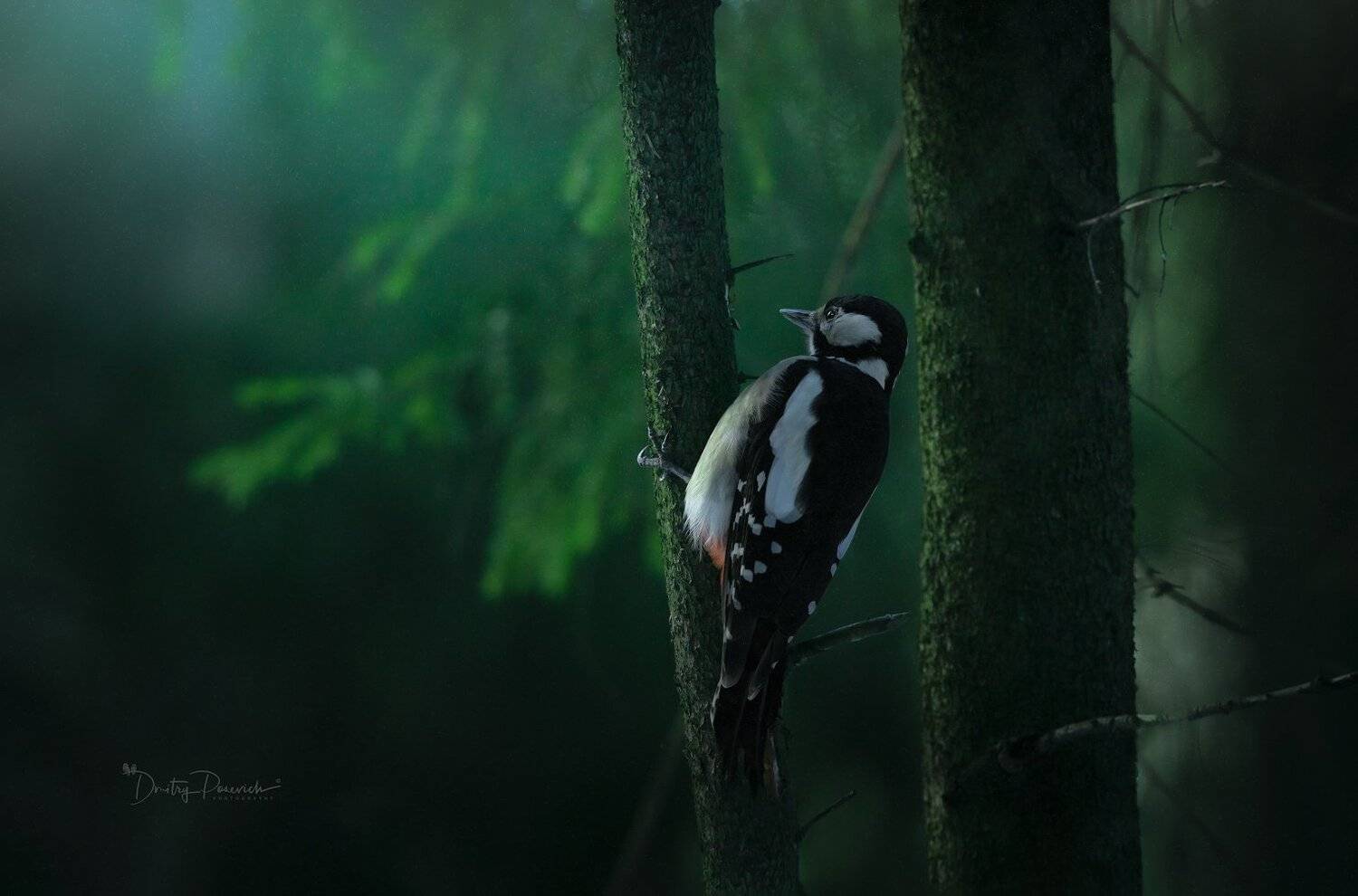 природа, животные, птицы, Дмитрий Посевич