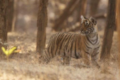 КУДА МАМА СПРЯТАЛАСЬ...?!
