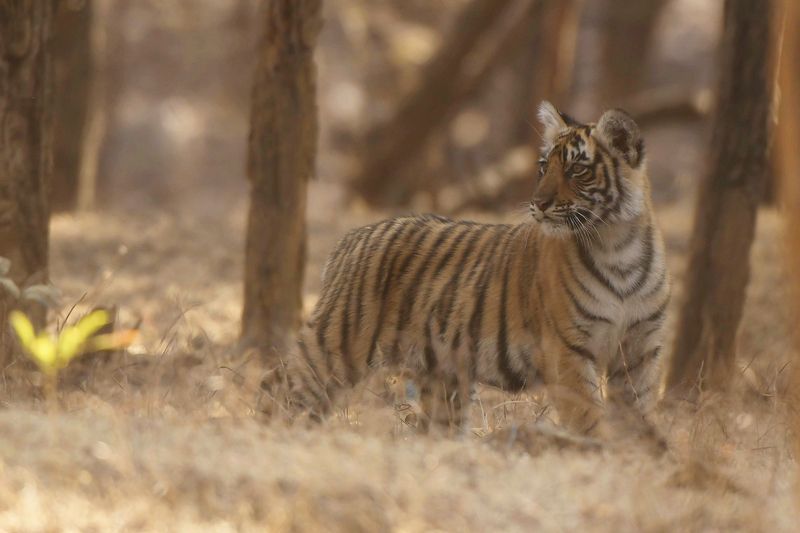 тигр КУДА МАМА СПРЯТАЛАСЬ...?! фото превью