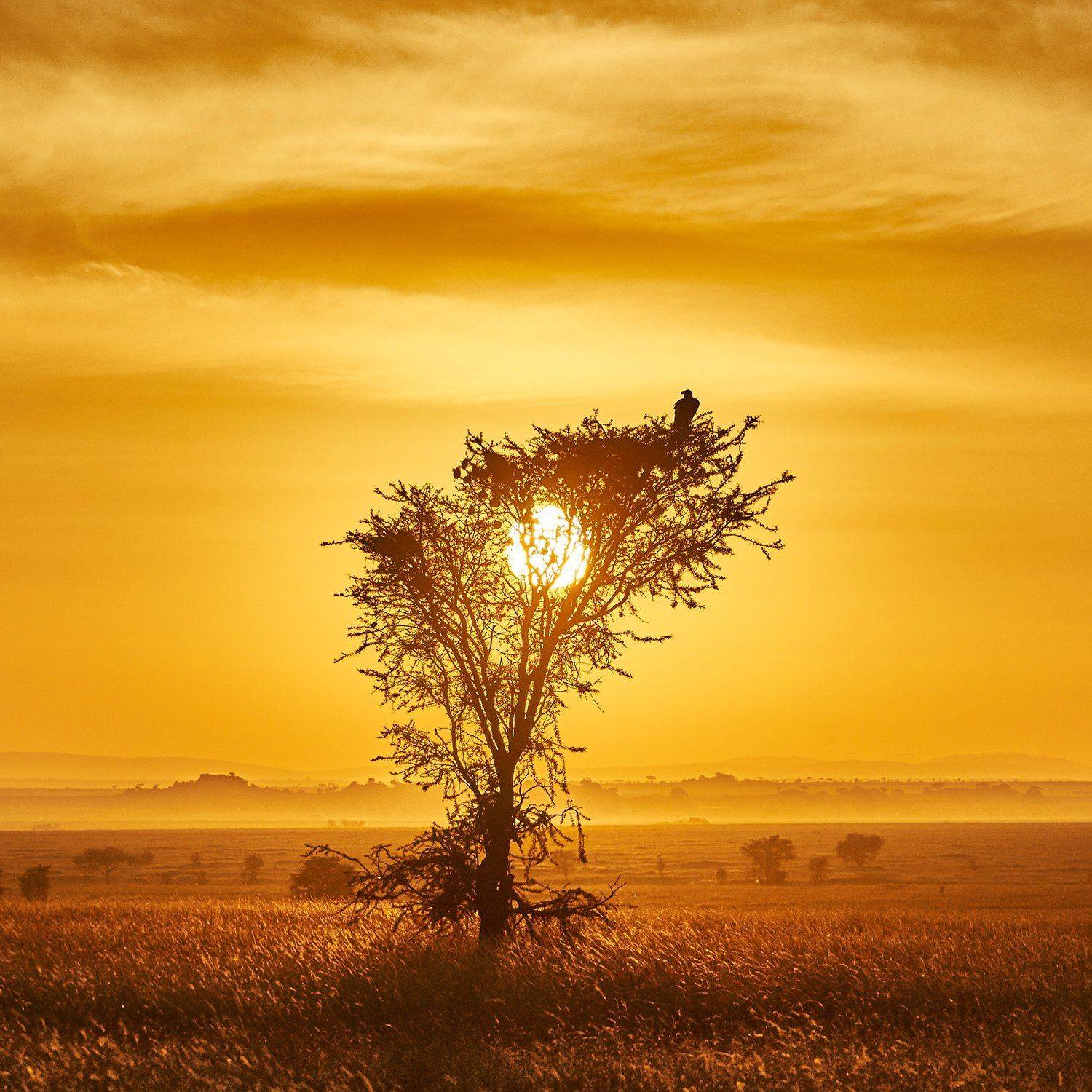 пейзаж серенгети африка sony, Пономарев Андрей