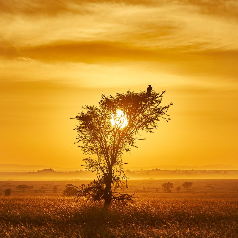 пейзаж серенгети африка sony Утро в Серенгети фото превью