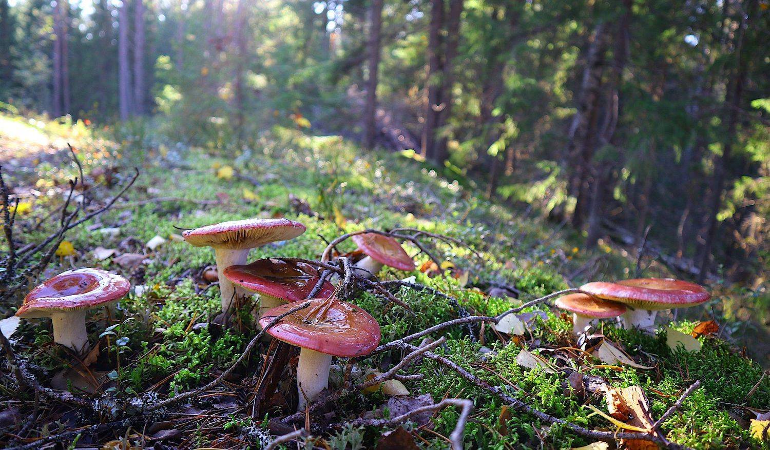 сыроежки грибы russula, Александр Зорин