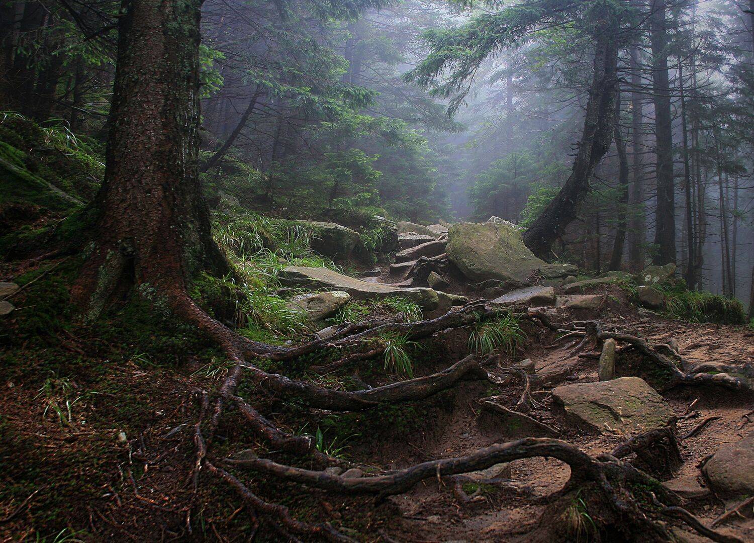 , Милокост Алексей