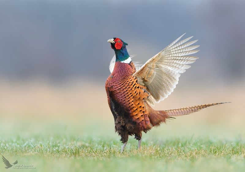 Toki - Bażant, Common Pheasant (Phasianus colchicus) ... фото превью