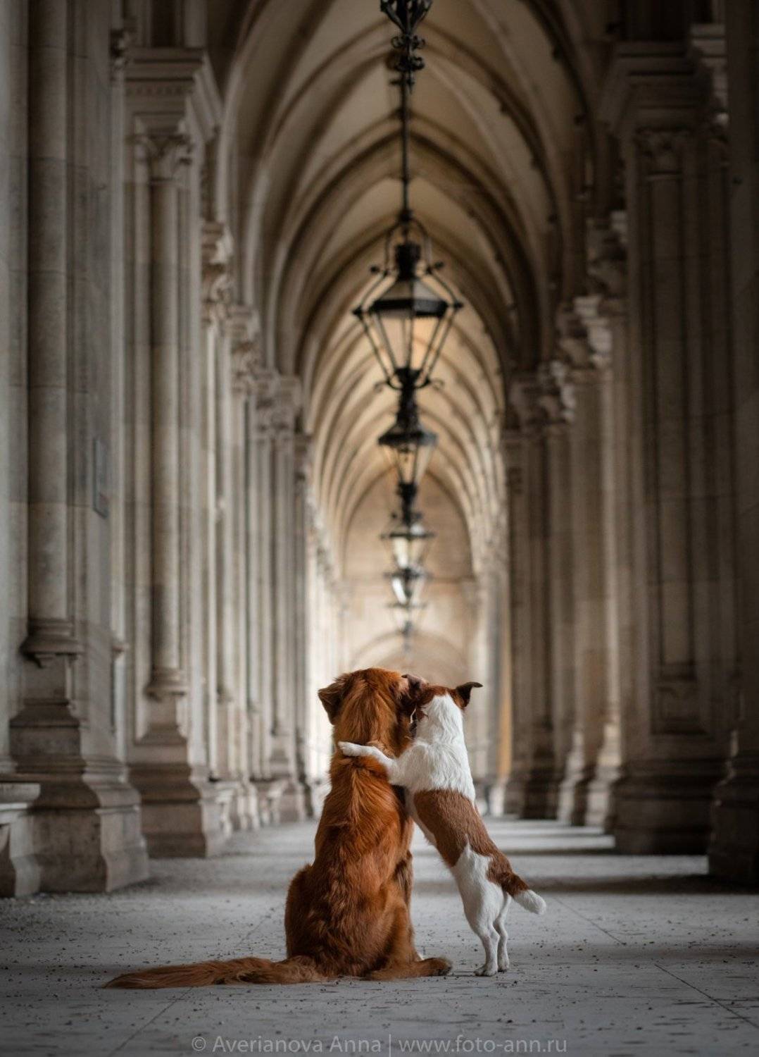 собака, Анна Аверьянова