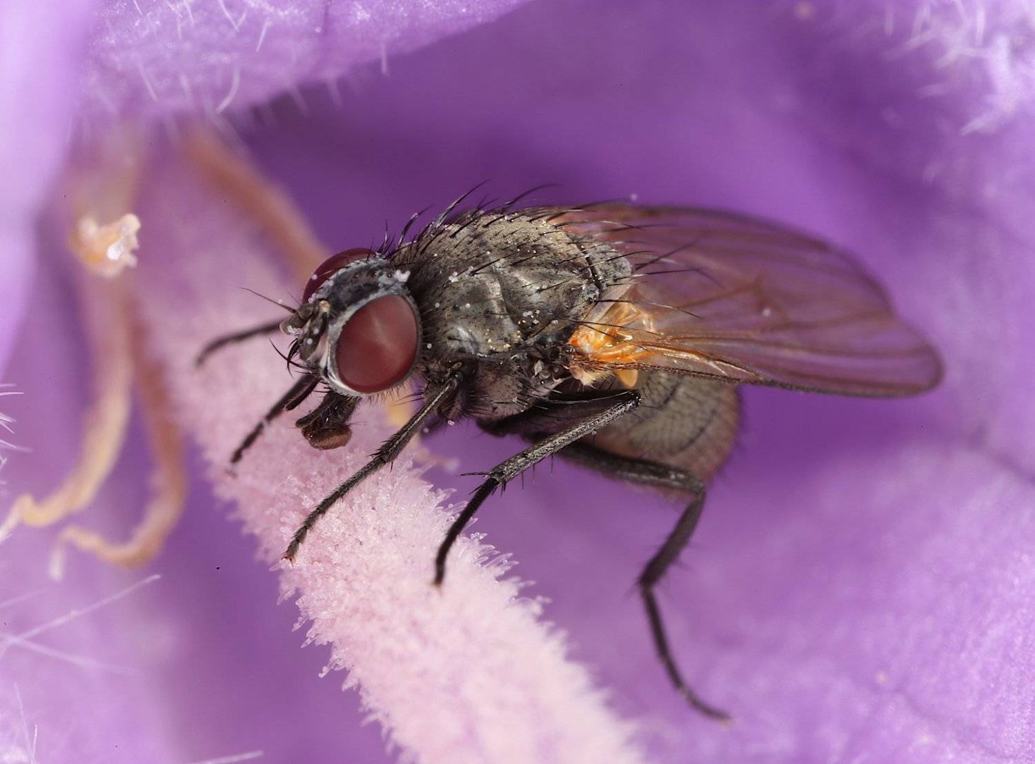 муха колокольчик, Александр Зорин