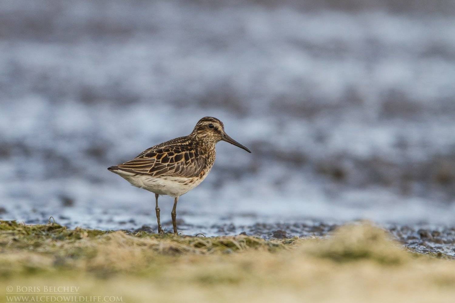 , Борис Белчев