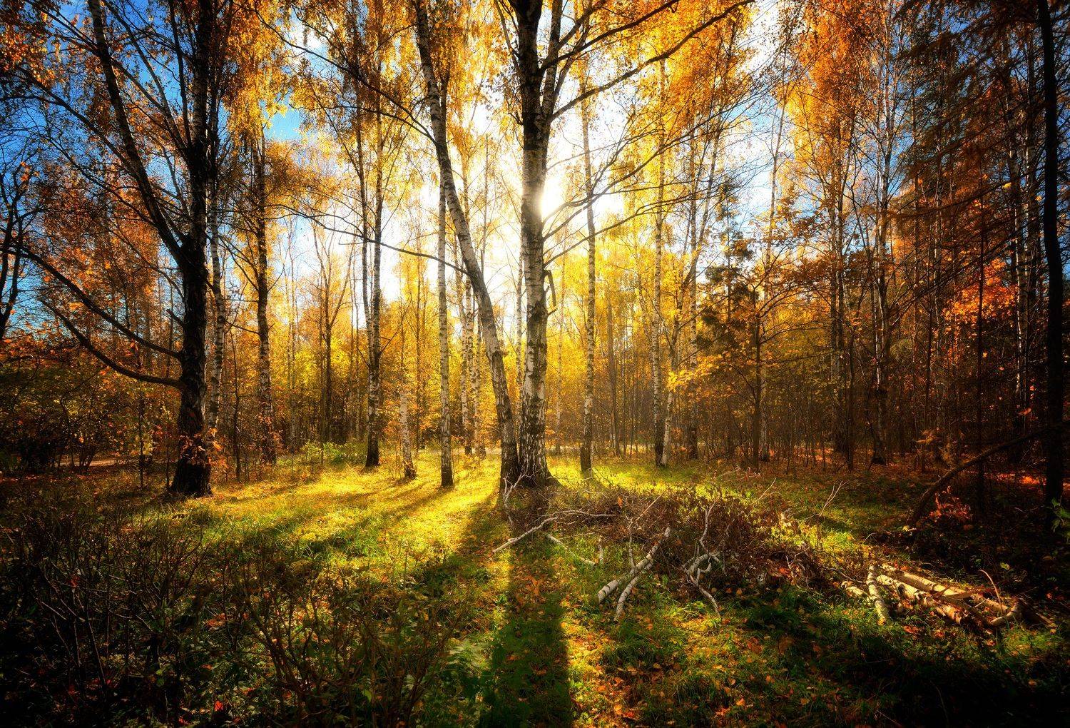 , Алексей Никонов