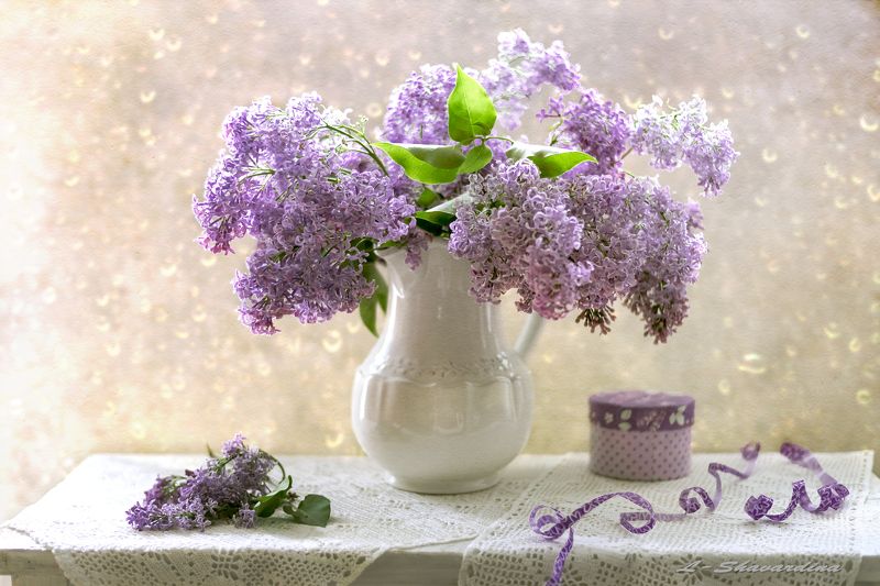 Просто сирень фото превью