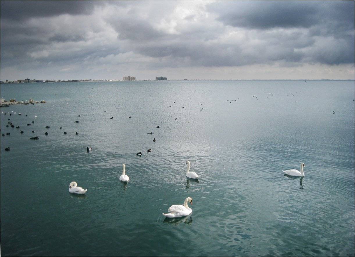 лебеди, море, евпатория, КарОл
