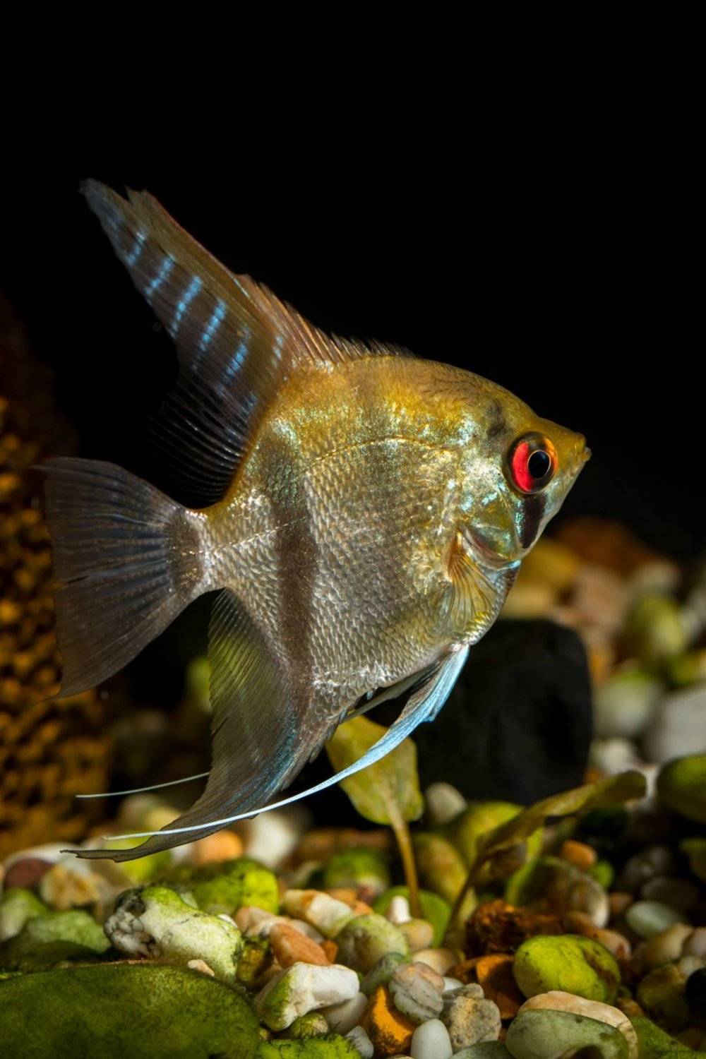 fish, aquarium, angel fish, animals, nature, home, decore, Nikolay Tatarchuk