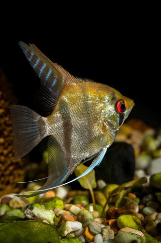 Angel fish