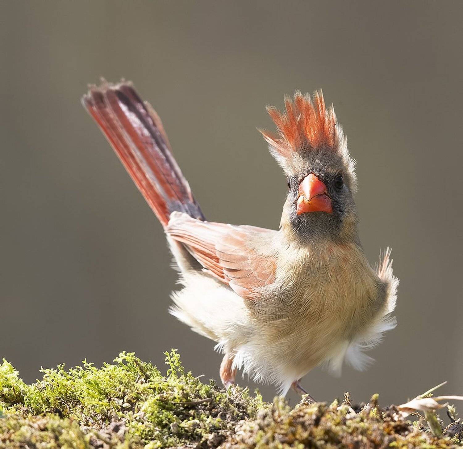 красный кардинал, northern cardinal, cardinal,кардинал, Elizabeth Etkind