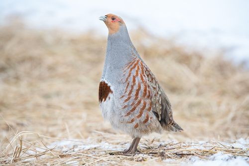 Серая куропатка