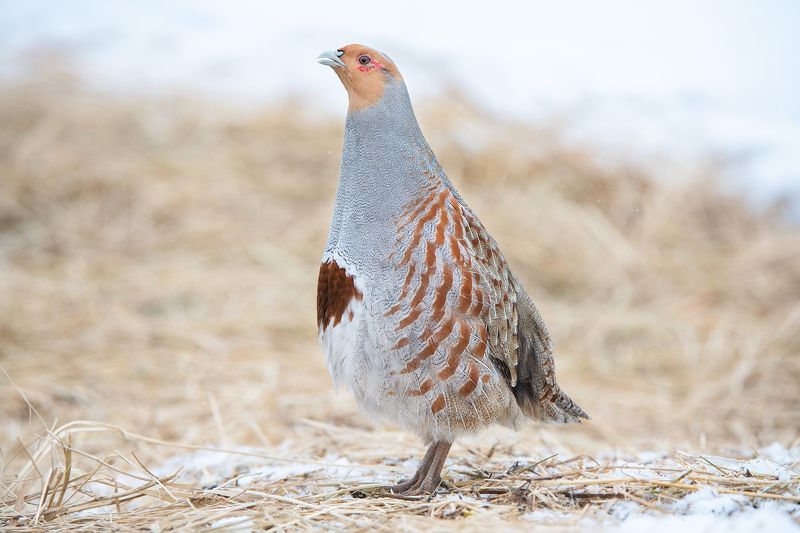 серая куропатка Серая куропатка фото превью