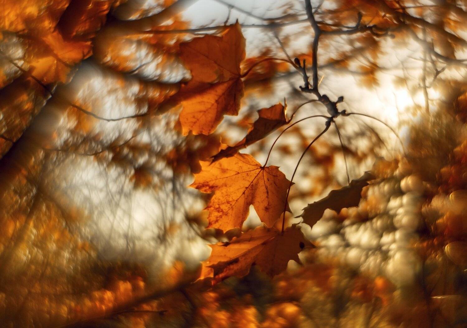 природа,беларусь,осень, Sixten ( Сергей )