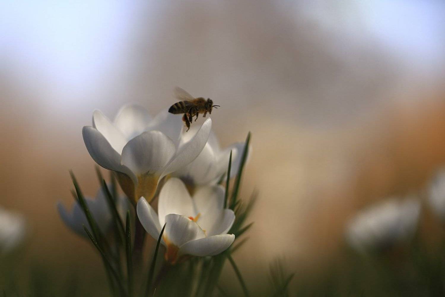 Пчелки,цветочки., Viktor Schneider