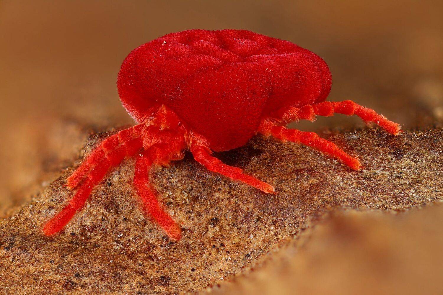 макро клещ животное красный, Андрей Шаповалов