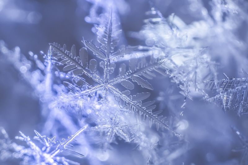 Снег .... Просто снег... фото превью