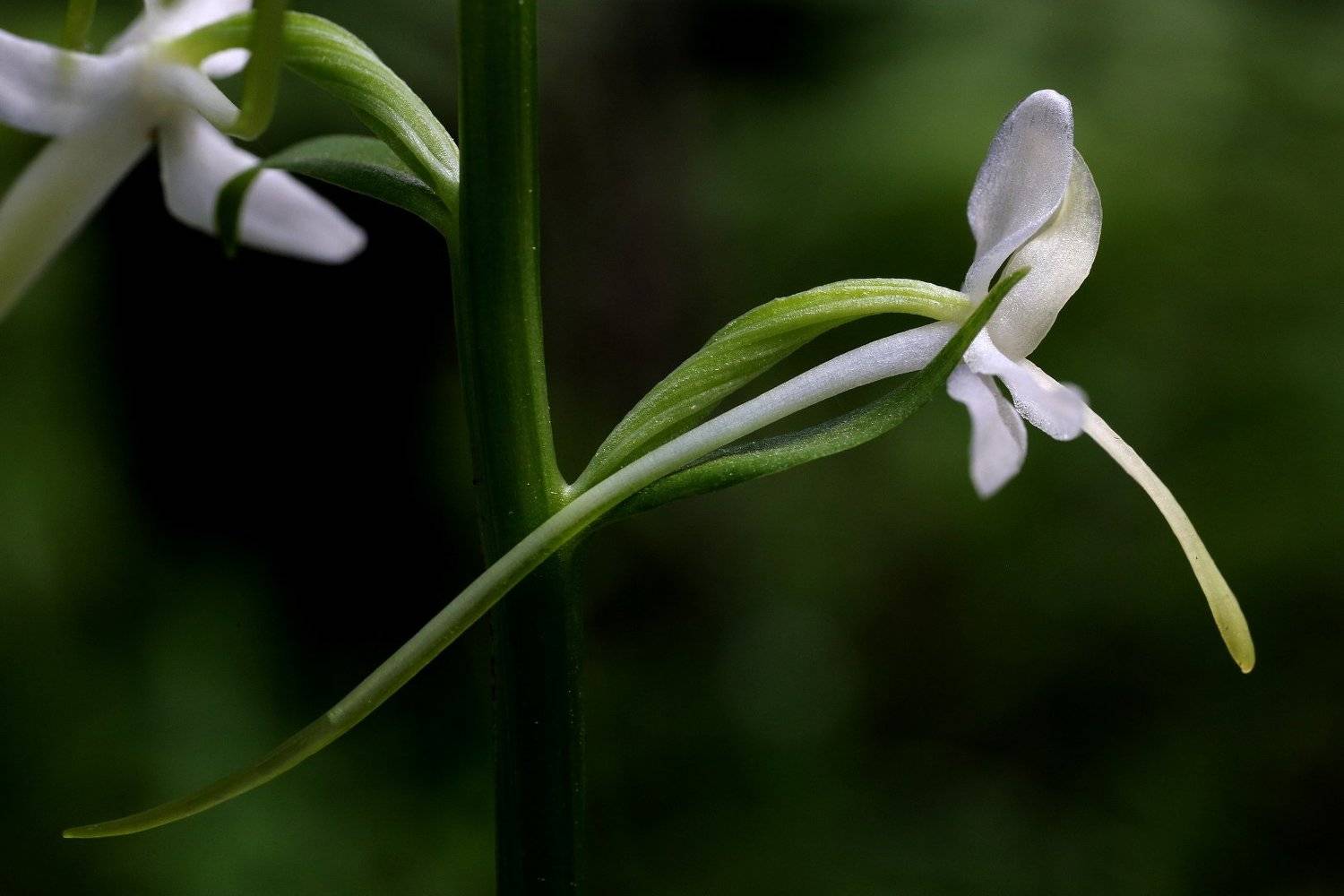 platanthera bifolia орхидея любка, Александр Зорин