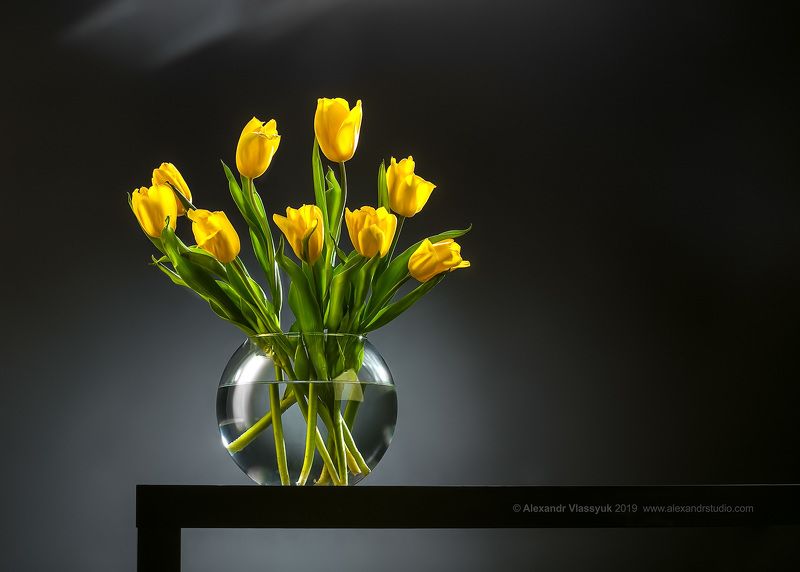 tulips фото превью