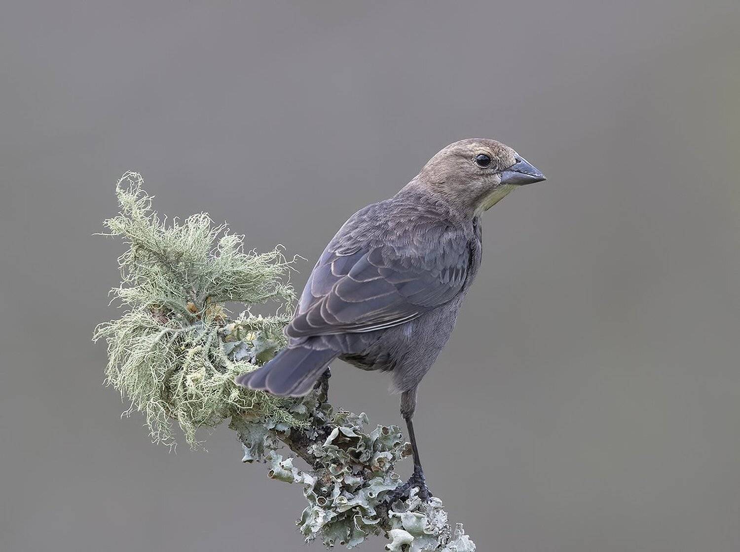 буроголовый коровий трупиал, brown-headed cowbird, трупиал, Elizabeth Etkind
