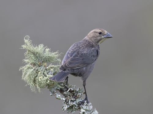 Самка Буроголовый коровий трупиал -Female Brown-headed Cowbird