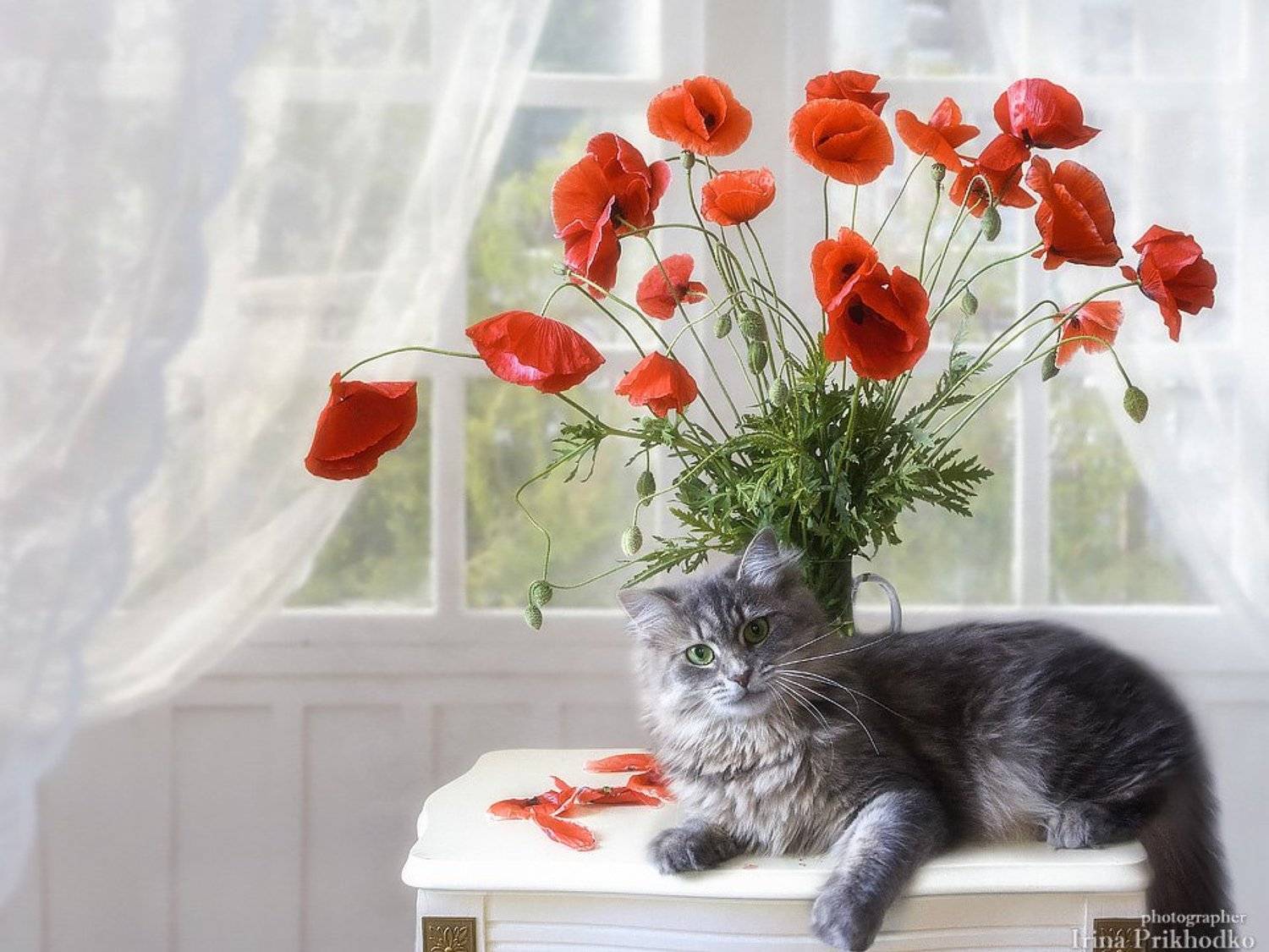 натюрморт, цветочный натюрморт, букет, красные маки, домашние животные, котонатюрморт, кошка Масяня, Ирина Приходько