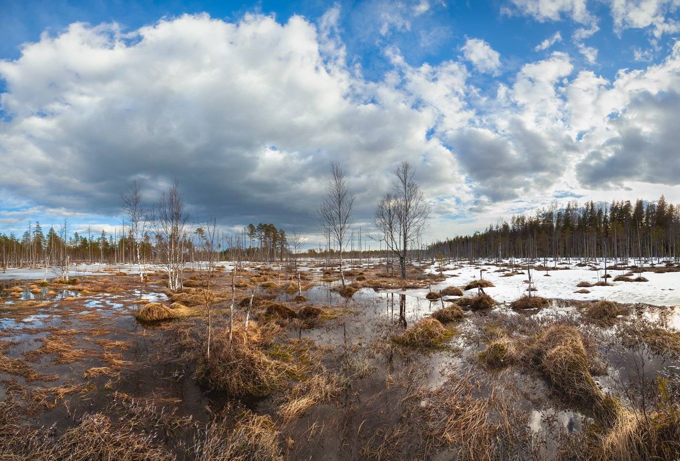 болото, топь, весна, март, ленобласть, ленинградская область, пейзаж, Арсений Кашкаров