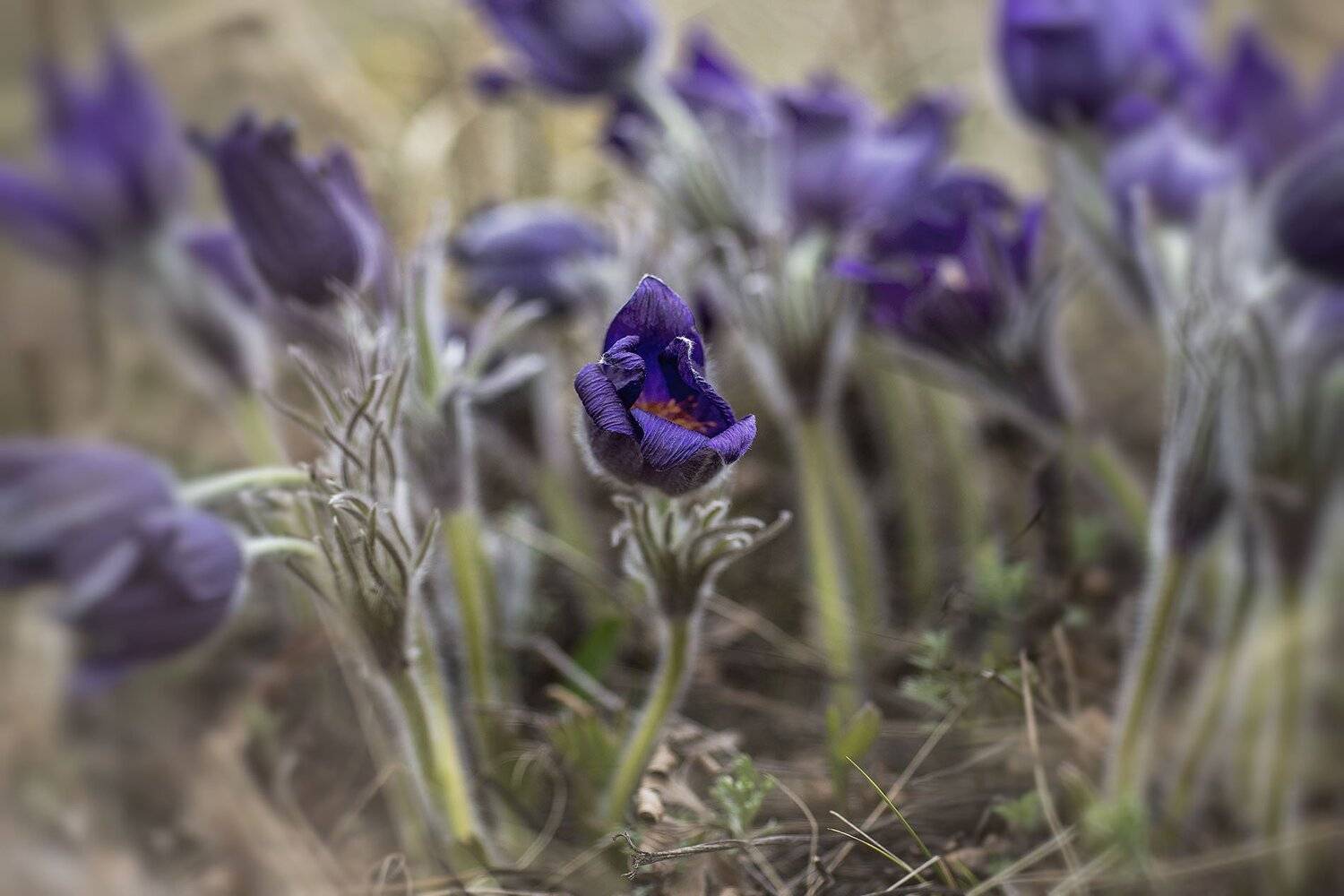 южный, урал, губерля орск, новотроицк, Качурин Алексей
