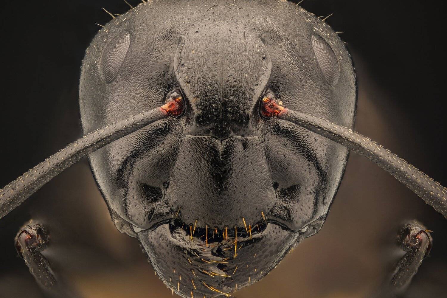 ceclii, macro, extrememacro, nikon d3400, semiplan 6.3, Tsvetan Ganev