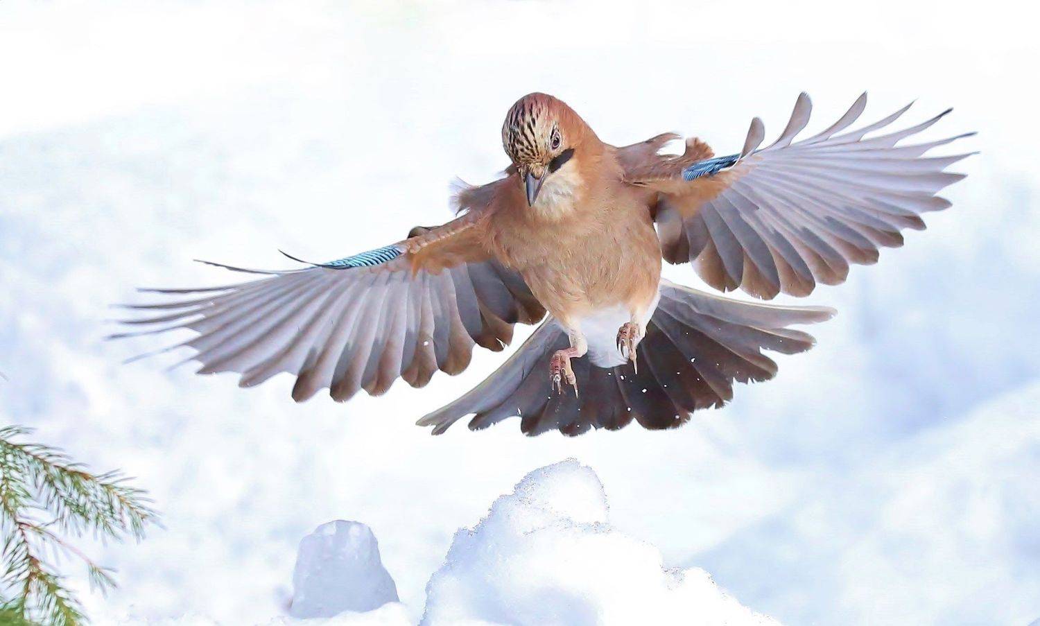 природа , птицы , сойки , зима , полёт, Андрей Головнев