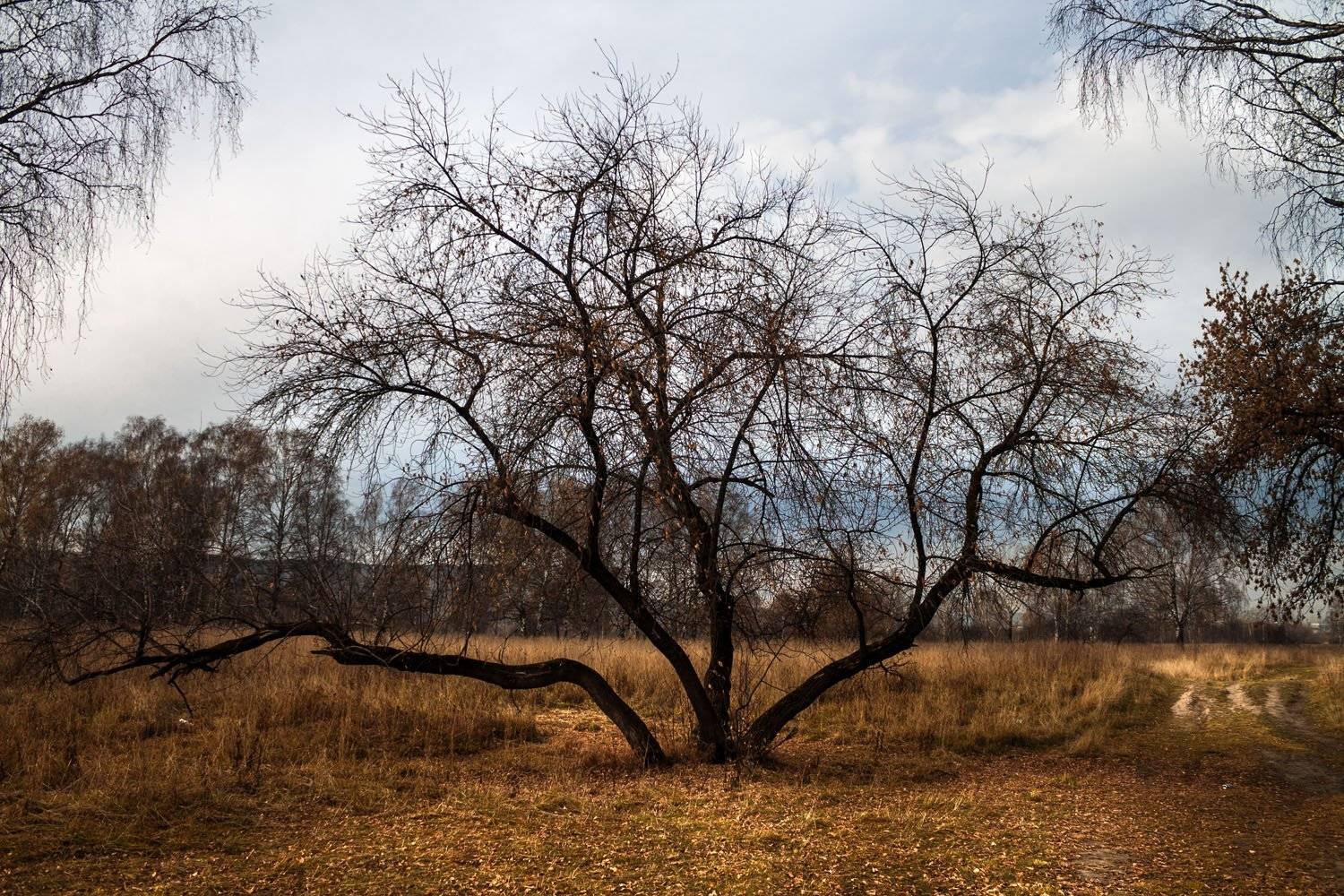 осень, поздняя осень, пасмурный день, Курочкина Диана