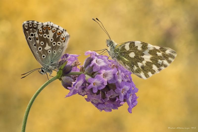 macro nature butterfly A Pair Of Kings фото превью