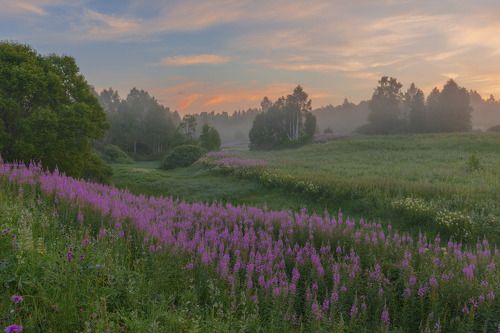 Летнее утро.