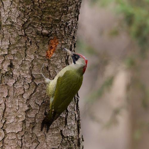 В школе  ЗЕЛЁНЫХ дятлов .