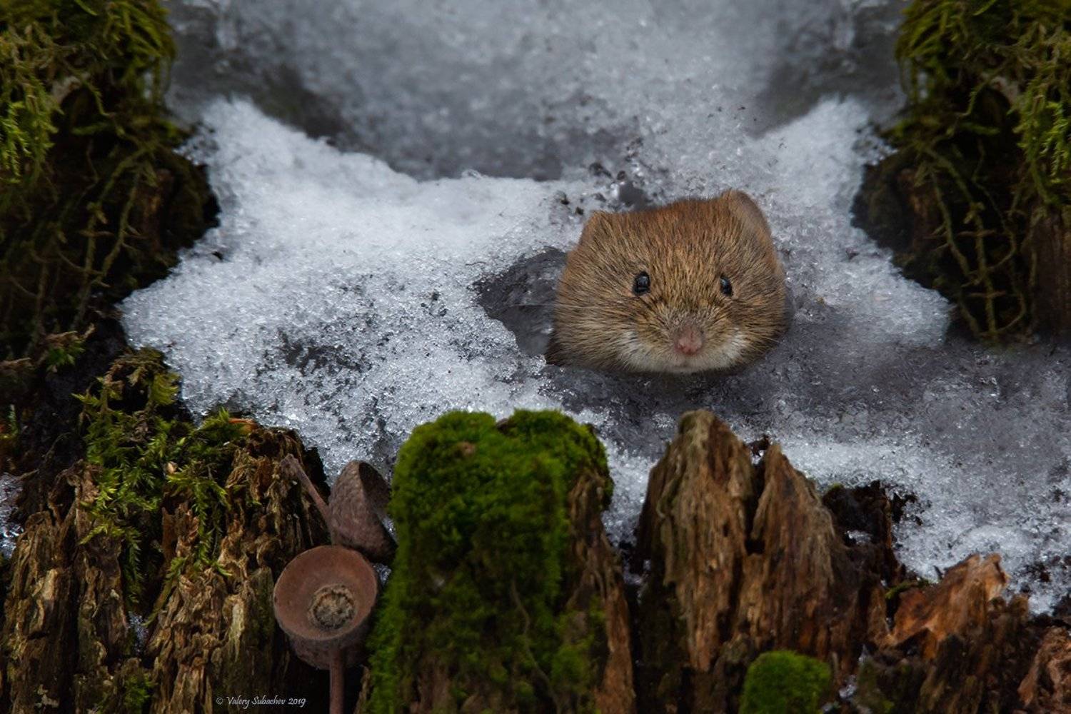, Валерий Субачев