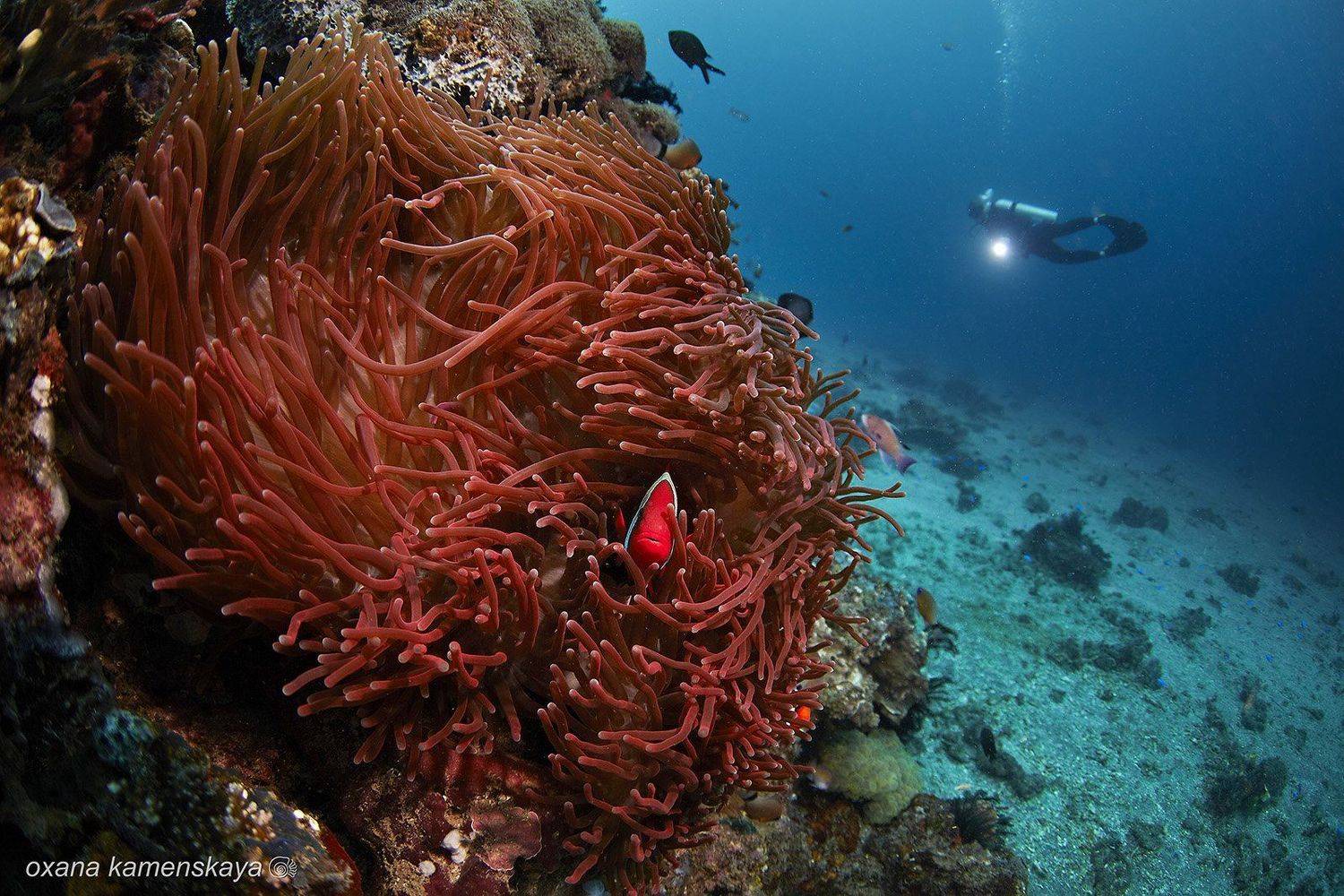 underwater coral anemone amphiprione diver blue red, Оксана Каменская