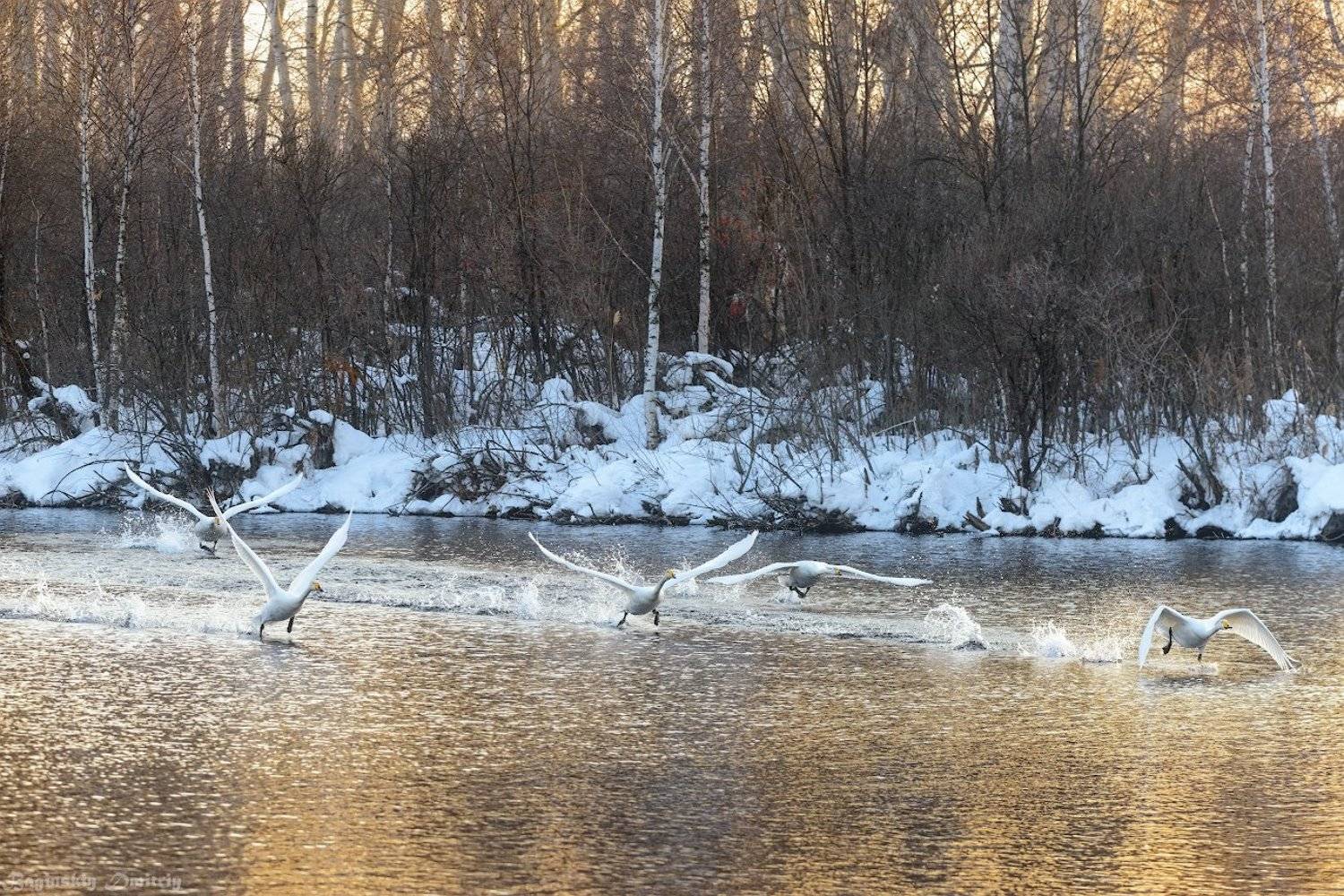 , Dmitriy  Baginskiy