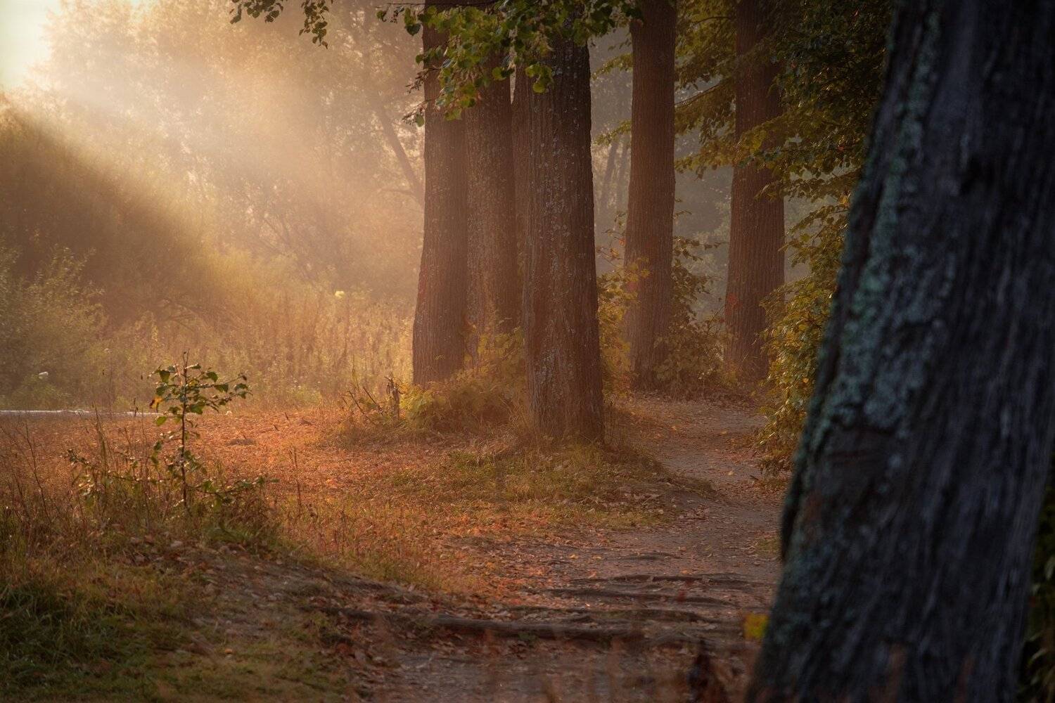 середниково, тропинка, деревья, пруд, усадьба, солнце, свет, аллея, тень, осень, Андрей Чиж