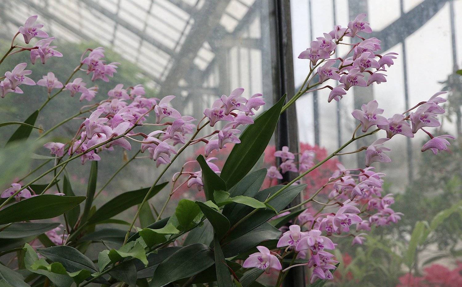 оранжерея орхидея dendrobium kingianum, Александр Зорин