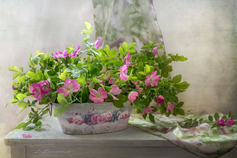 Дикий шиповник фото превью