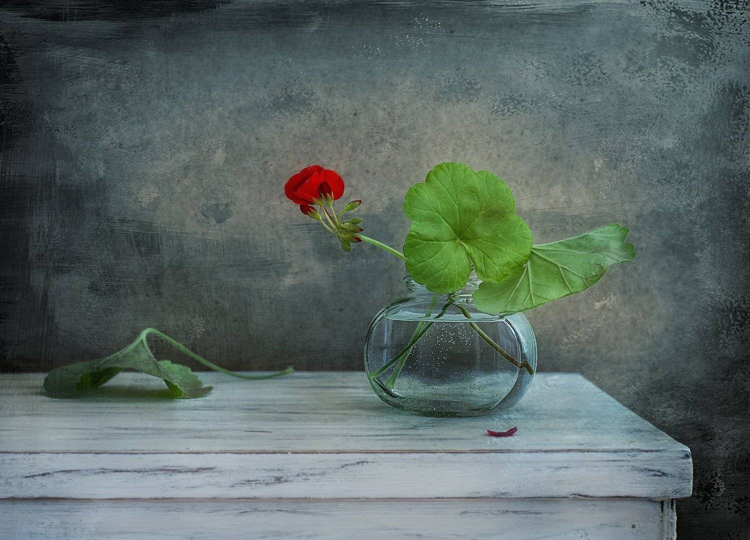 натюрморт,герань,цветы,весна, Наталия К