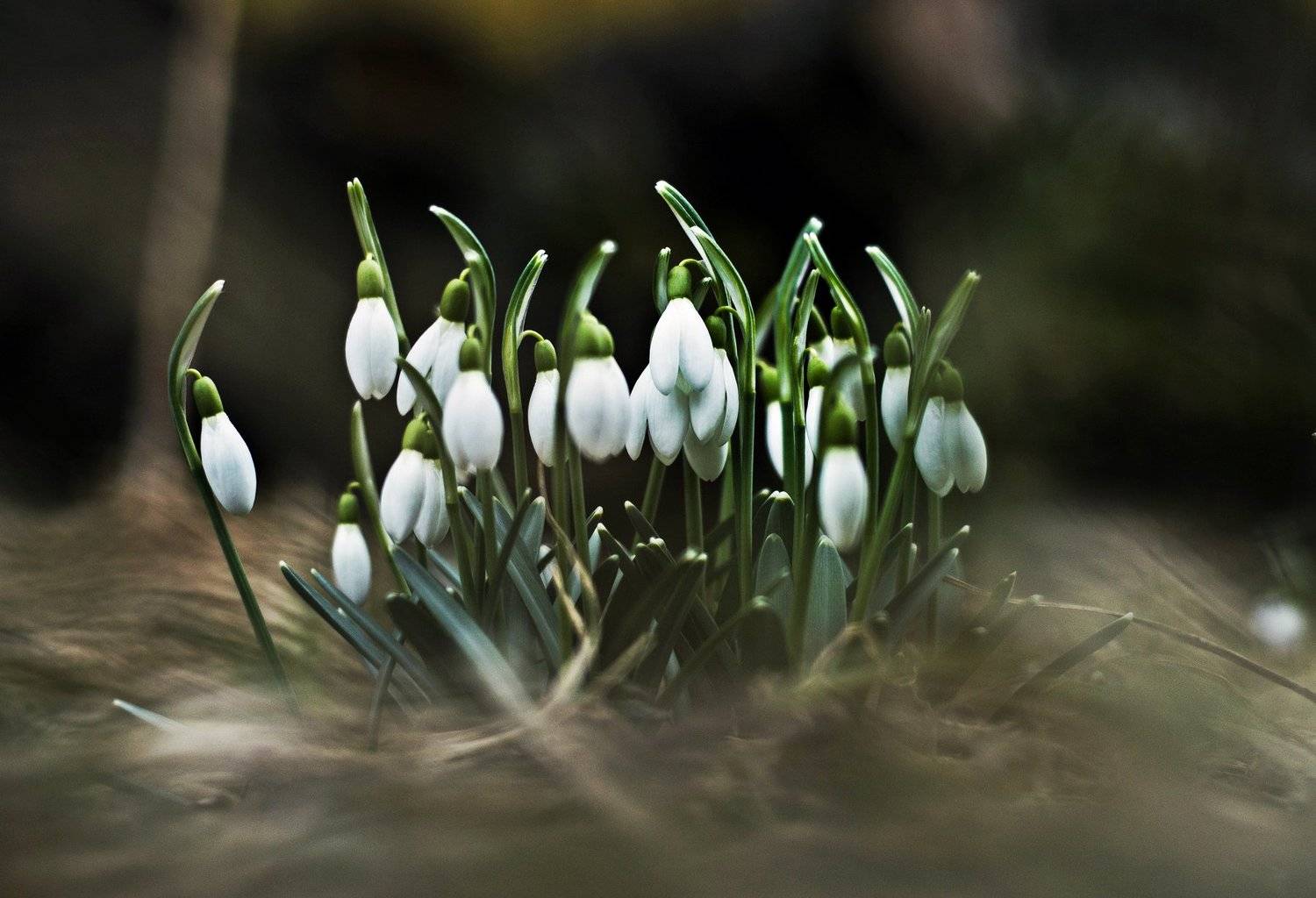 nature, flowers, nikon, day, beauty, Elein