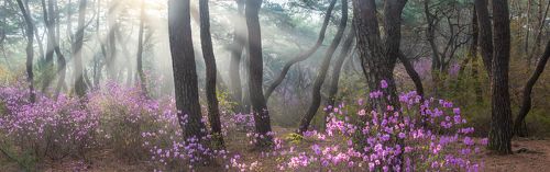 The early april samreung