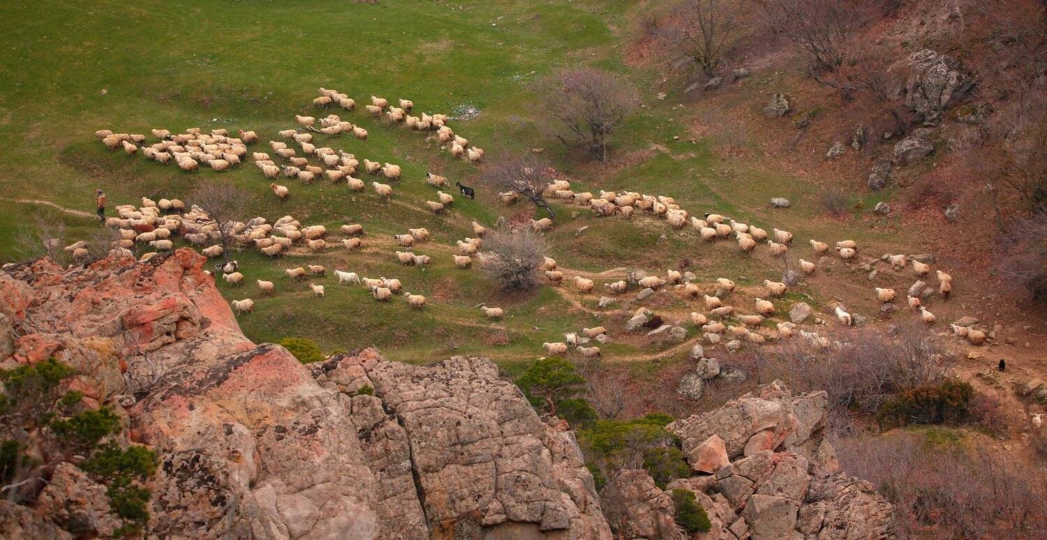 овцы,ягнёнок,домашние животные,отара., Marat Magov