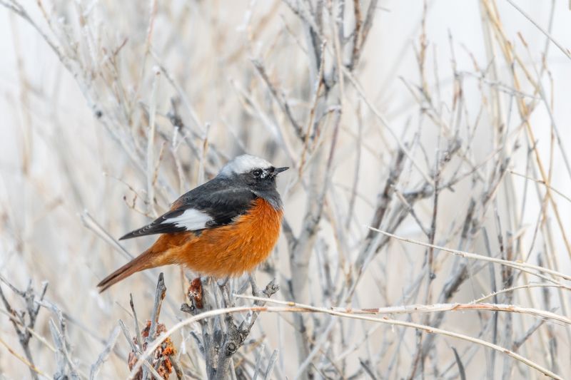 Краснобрюхая горихвостка, Алтай, Чуйская степь, зима, январь Зимовка фото превью