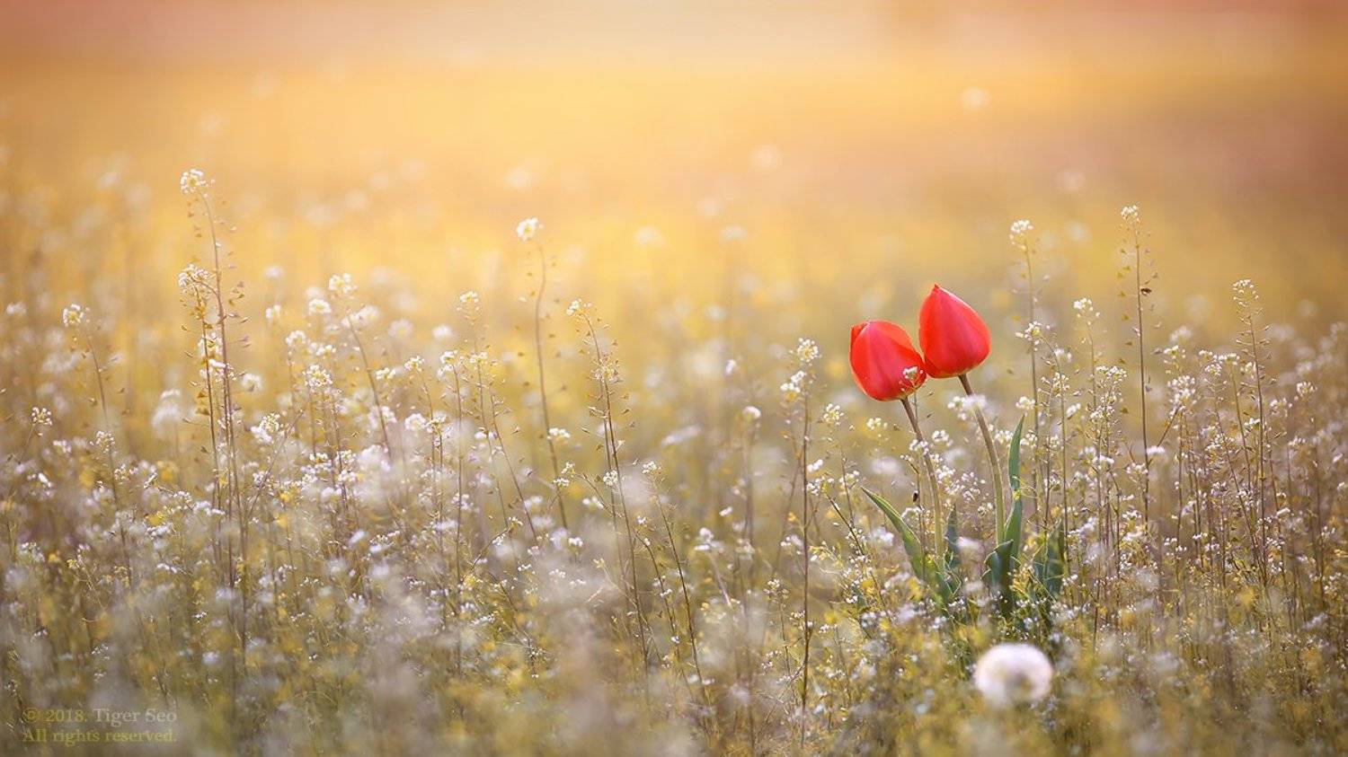 tulip red sunshine flower light spring, Seo Tiger